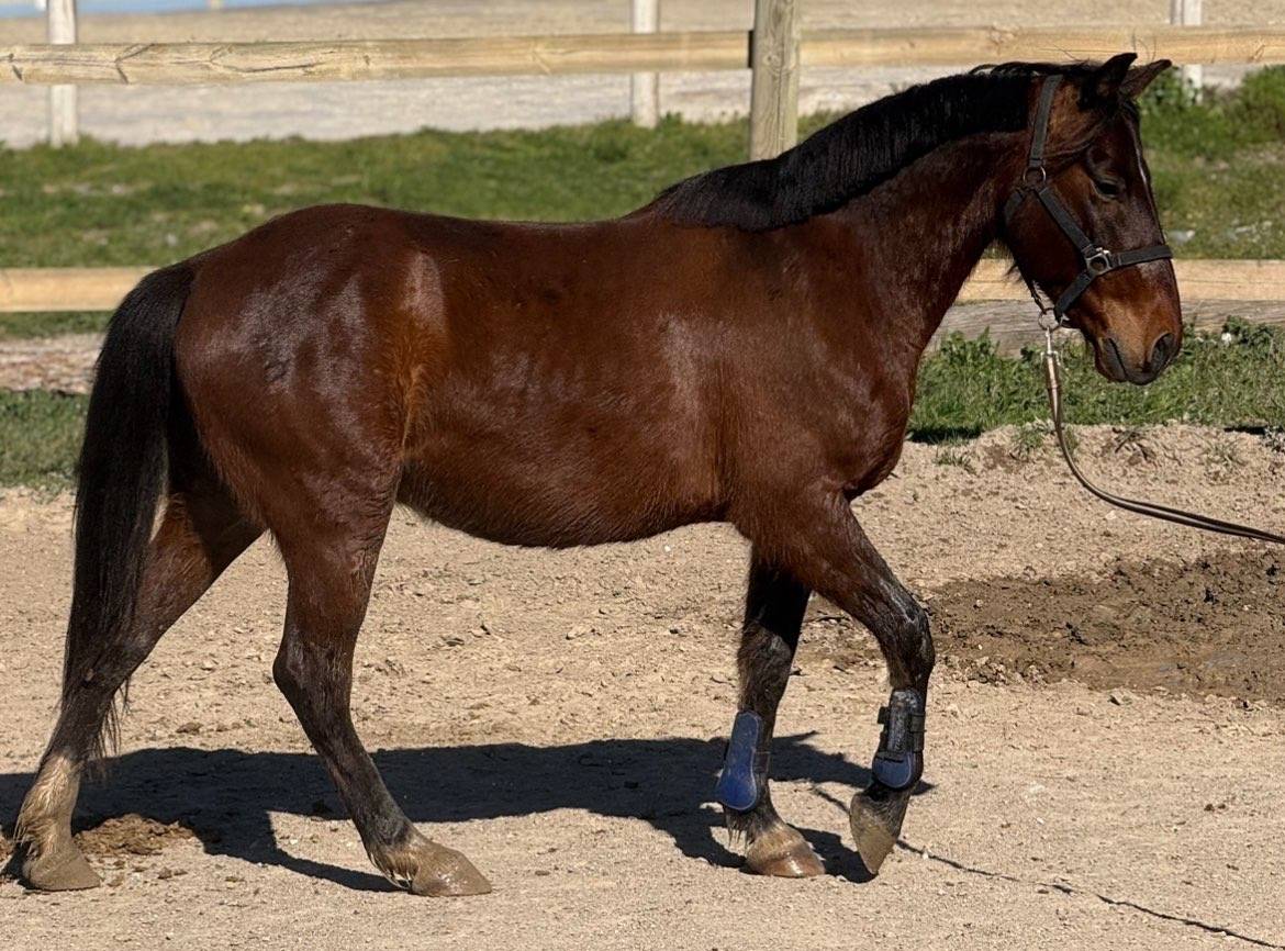 Grand poney &agrave; vendre 