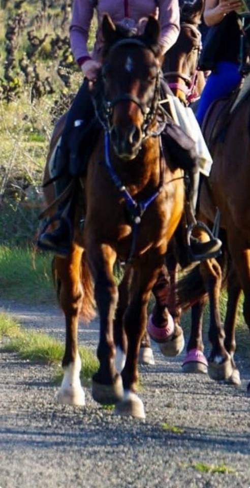Grand poney &agrave; vendre 