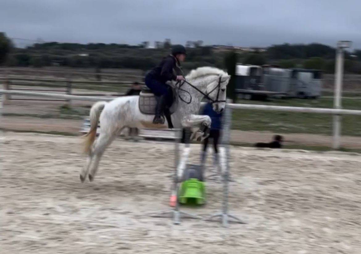 &Agrave; vendre grand poney 