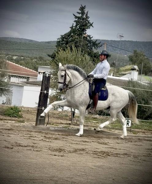 Superbe hongre maitre d`ecole / Lusitanien