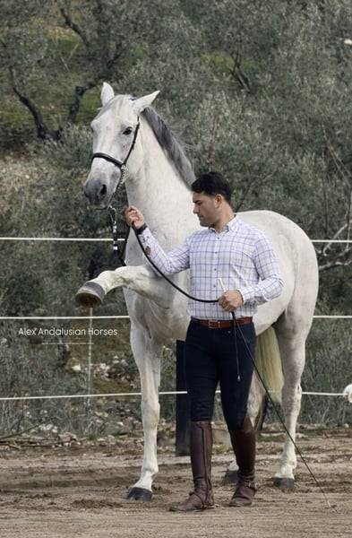 Superbe hongre maitre d`ecole / Lusitanien