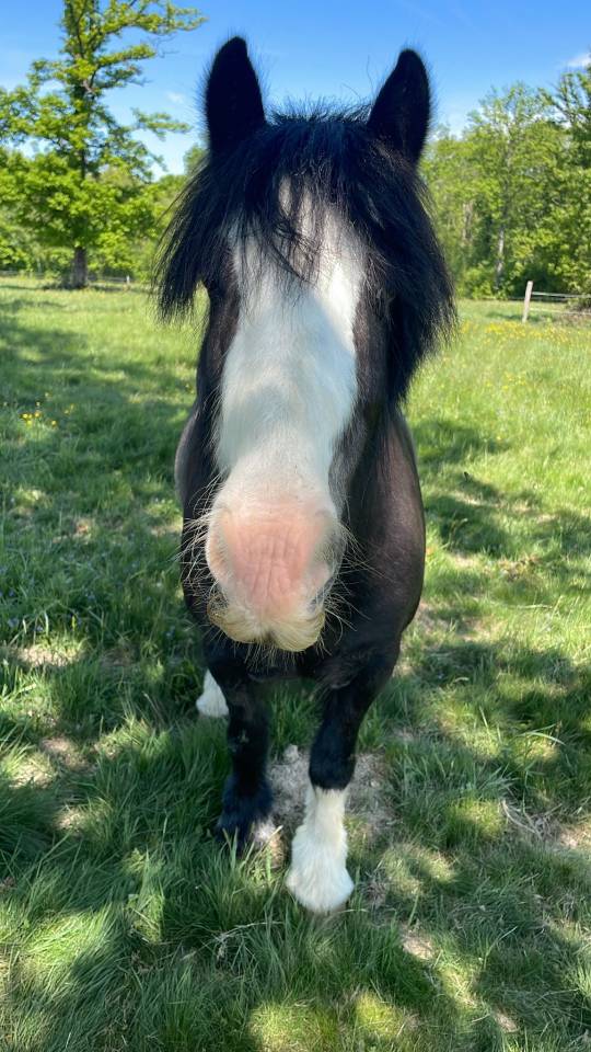 Poney ONC SELLE 
