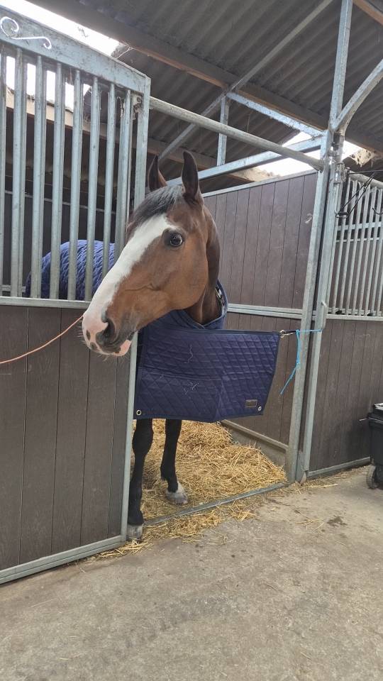 Cheval de 7 ans par Quintero