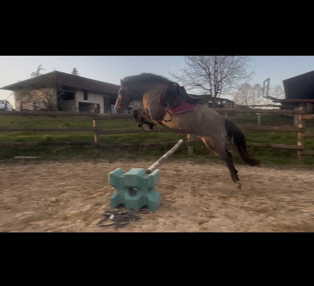 &Agrave; vendre ponette D 