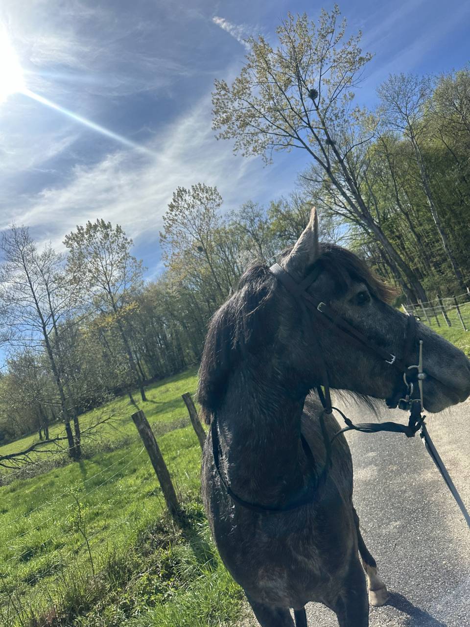 &Agrave; vendre ponette D 