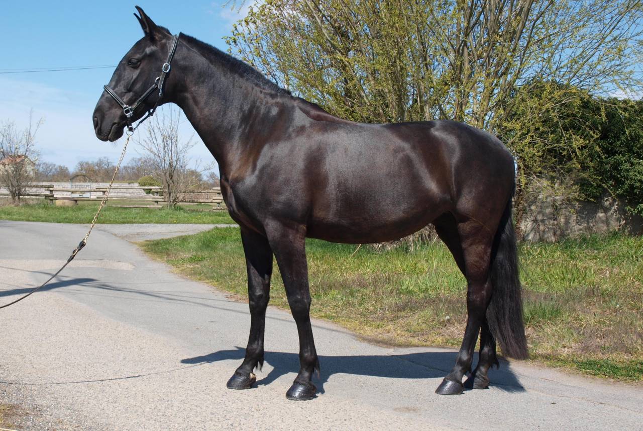 Jument dressage Pure Race Espagnole 5 ans