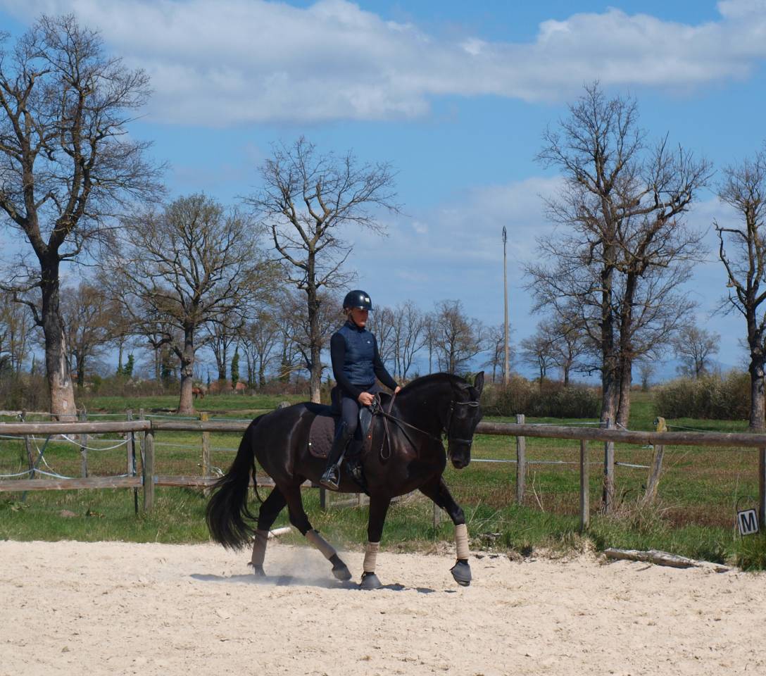 Jument dressage Pure Race Espagnole 5 ans