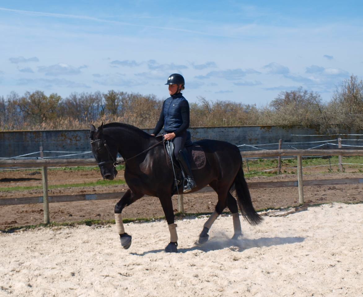 Jument dressage Pure Race Espagnole 5 ans