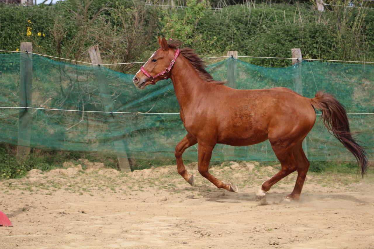 cheval,cso,cce