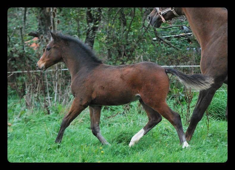 MALE CROISEMENT PONEY x CHEVAL