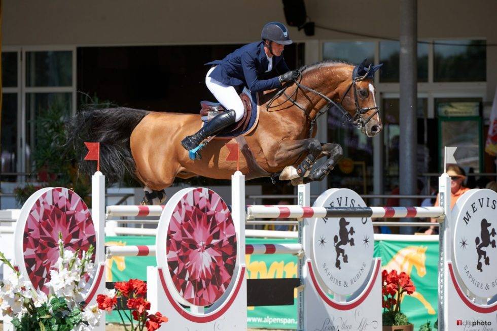 MALE CROISEMENT PONEY x CHEVAL