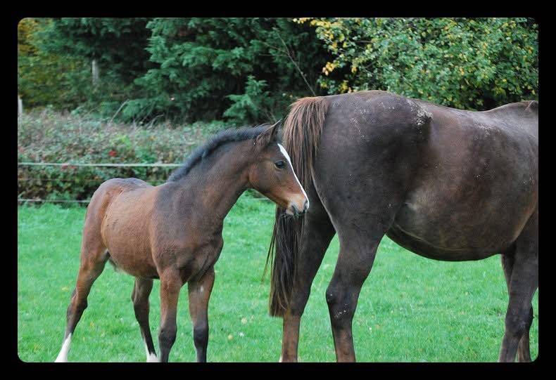 MALE CROISEMENT PONEY x CHEVAL