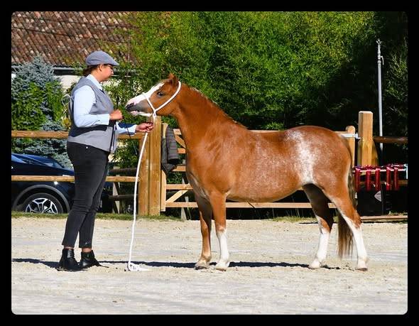 MALE CROISEMENT PONEY x CHEVAL - Quite Easy x Welsh A