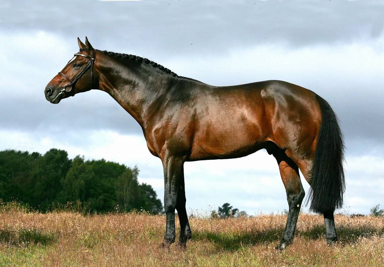 MALE CROISEMENT PONEY x CHEVAL - Quite Easy x Welsh A