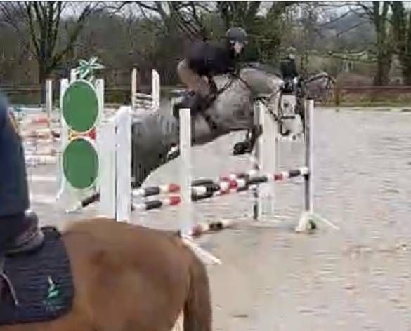 Minoss de Lalande pfs 4 ans hongre