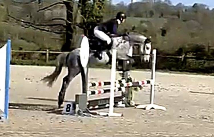 Minoss de Lalande pfs 4 ans hongre