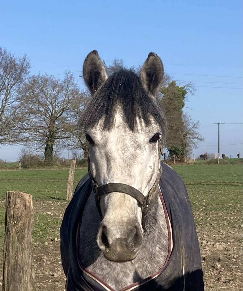 Minoss de Lalande pfs 4 ans hongre