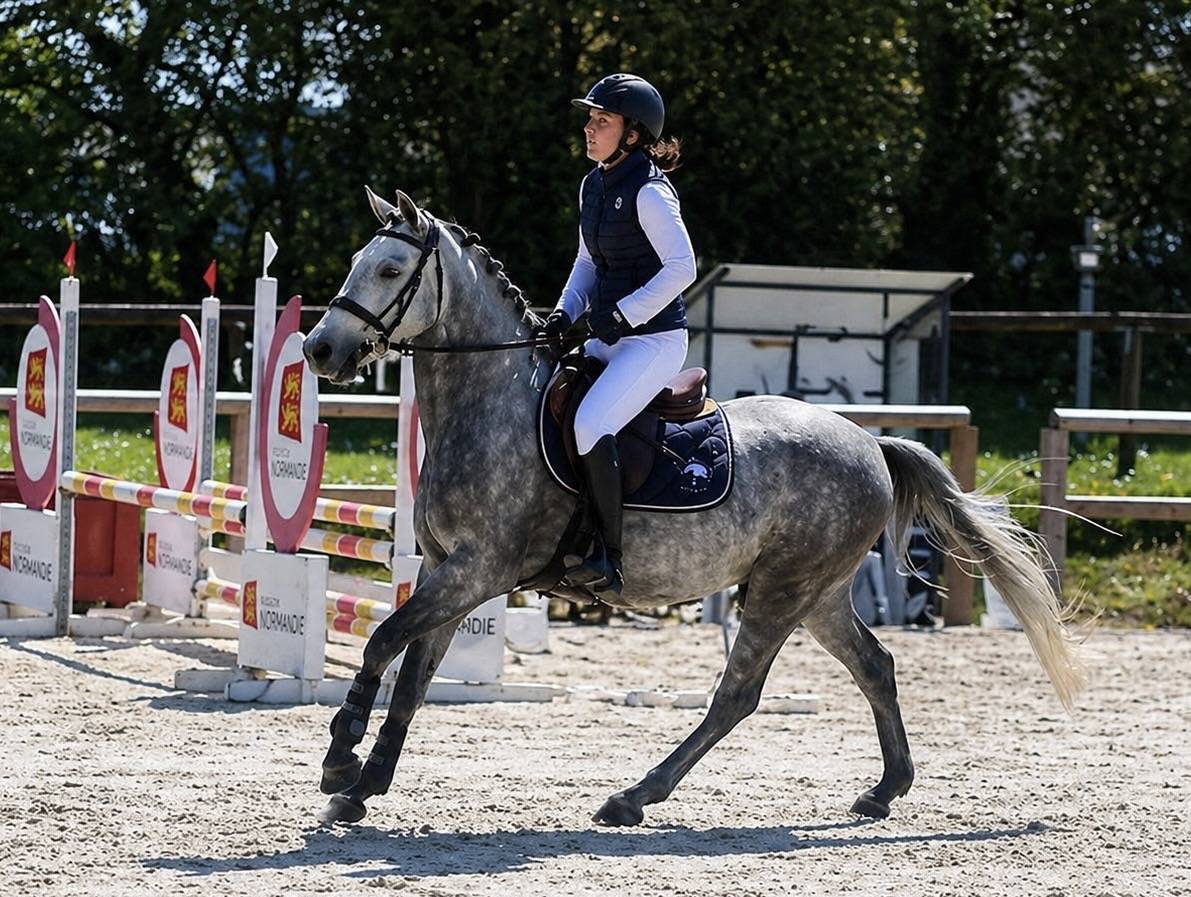 Minoss de Lalande pfs 4 ans hongre
