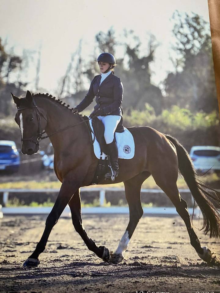 &Agrave; vendre, Hongre par Soliman de hus 