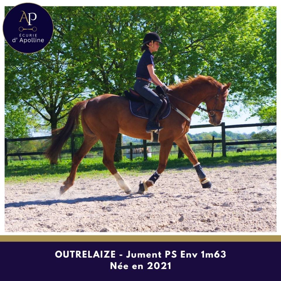 Jolie jument 5 ans bon coup de saut