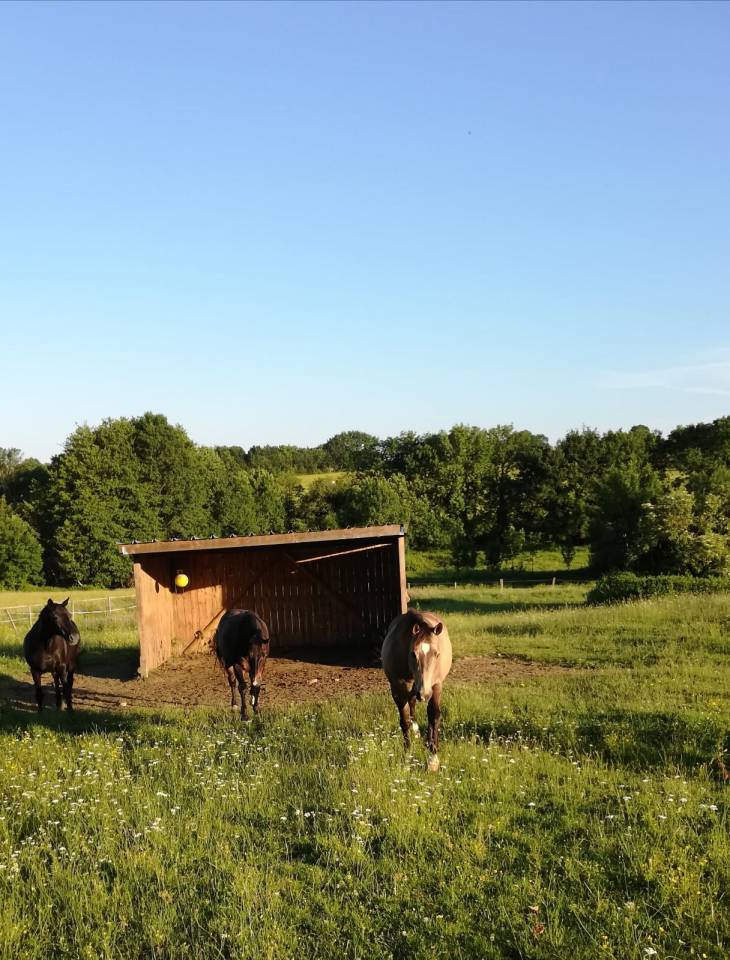 Propri&eacute;t&eacute; &eacute;questre de charme sur 4 ha
