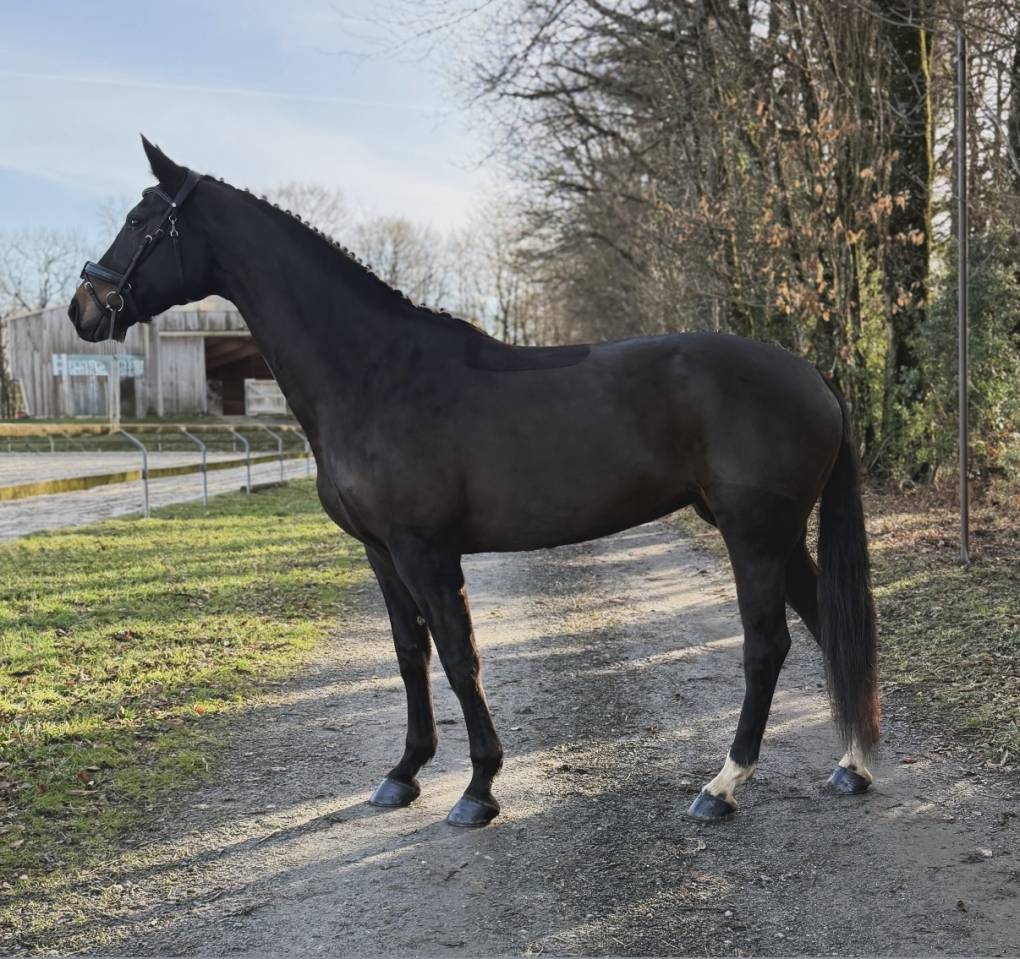 Jument de dressage 7 ans 