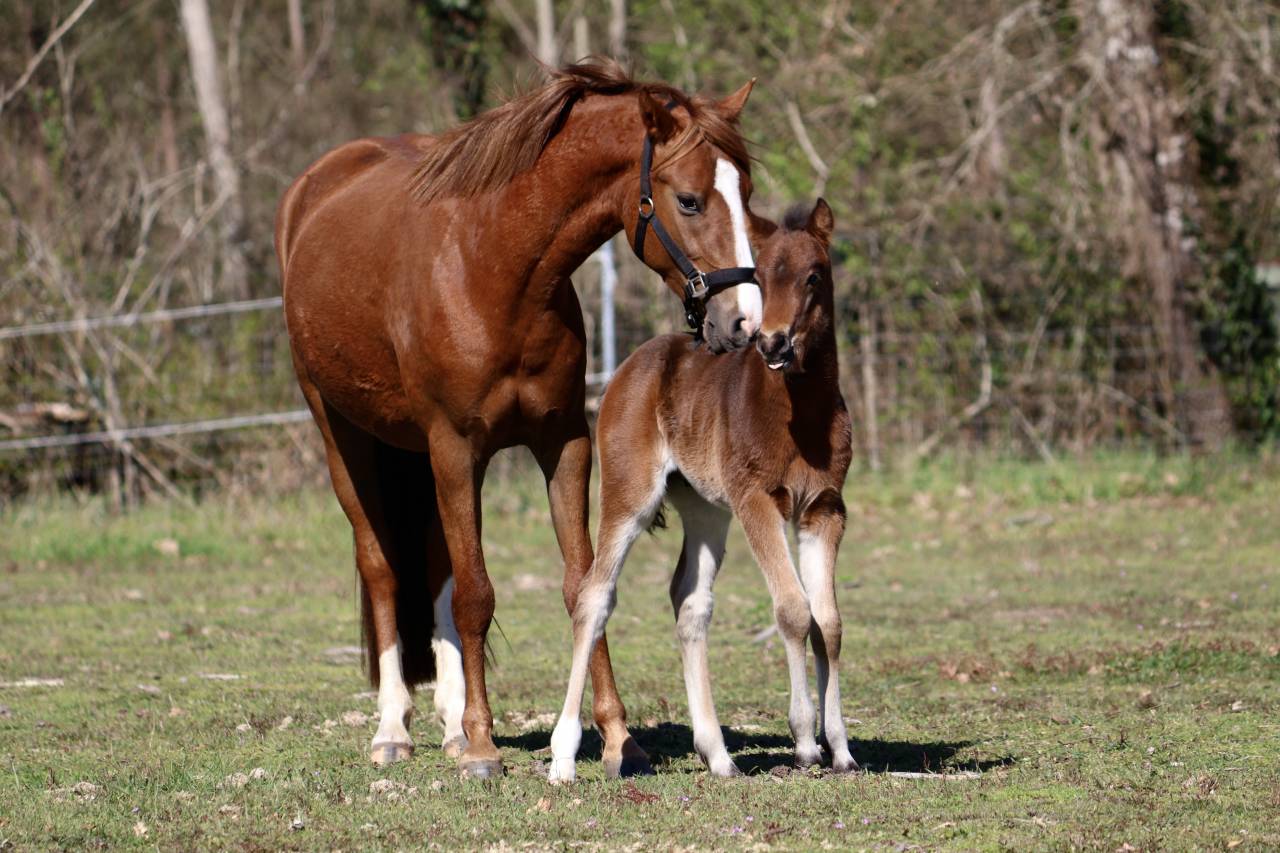 M&acirc;le PFS - Origines dressage 