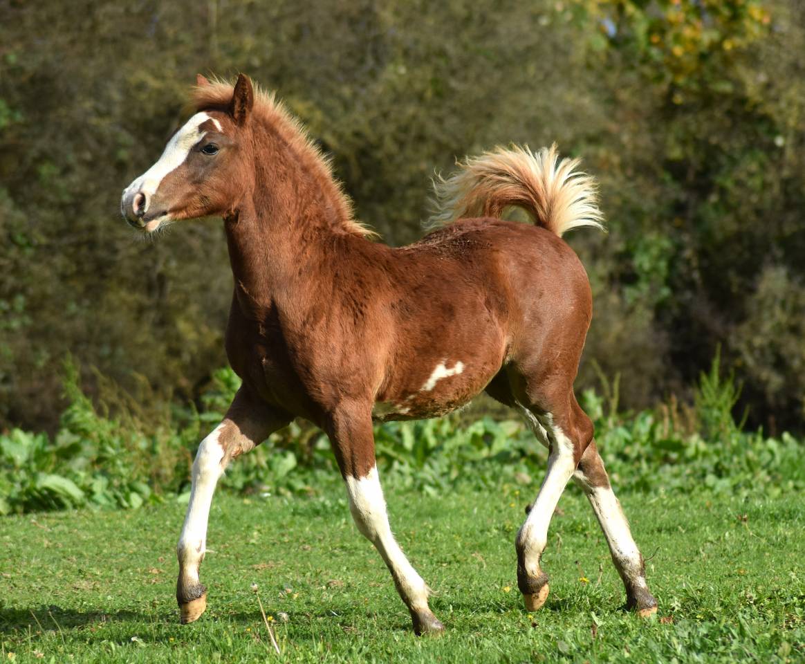 Welsh Type Cob Section C pp m&acirc;le, n&eacute; 2025