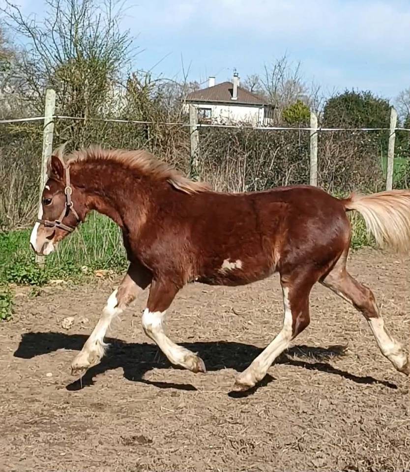 Welsh Type Cob Section C pp m&acirc;le, n&eacute; 2025