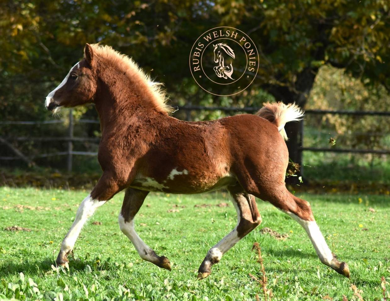 Welsh Type Cob Section C pp m&acirc;le, n&eacute; 2025