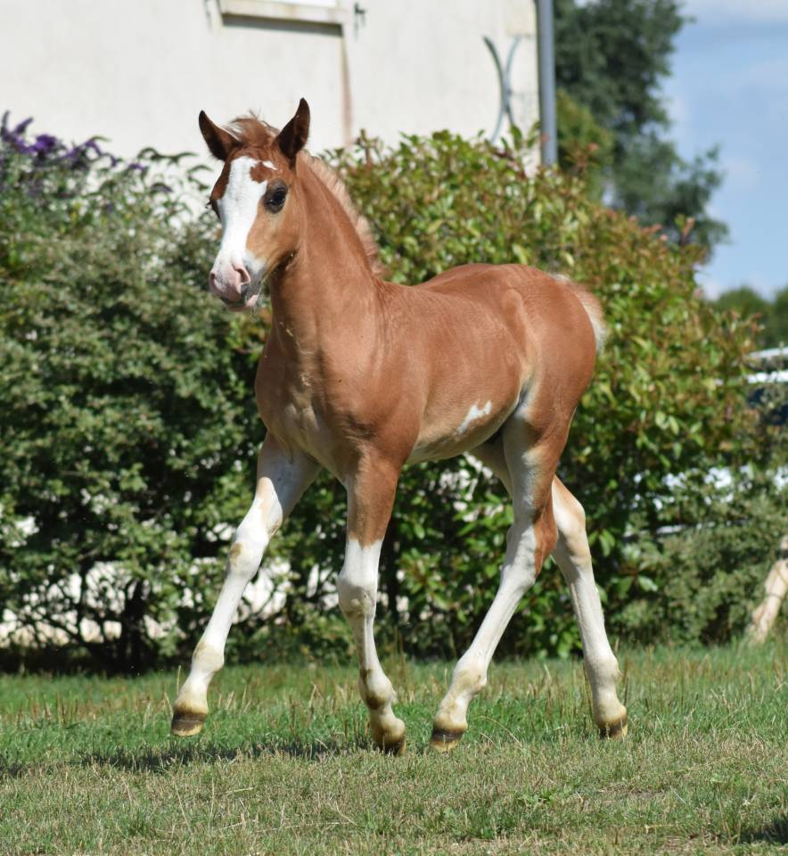 Welsh Type Cob Section C pp m&acirc;le, n&eacute; 2025