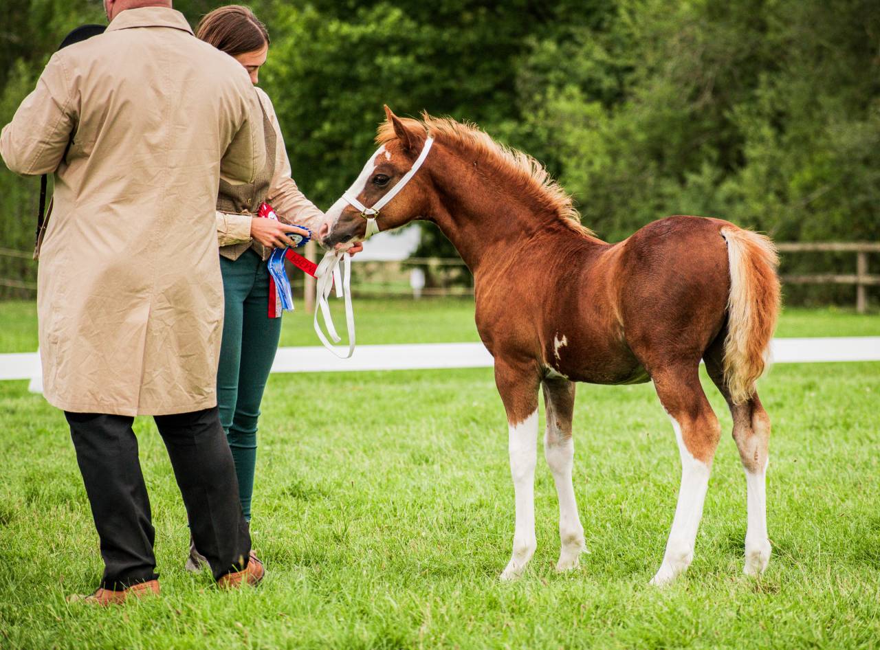 Welsh Type Cob Section C pp m&acirc;le, n&eacute; 2025