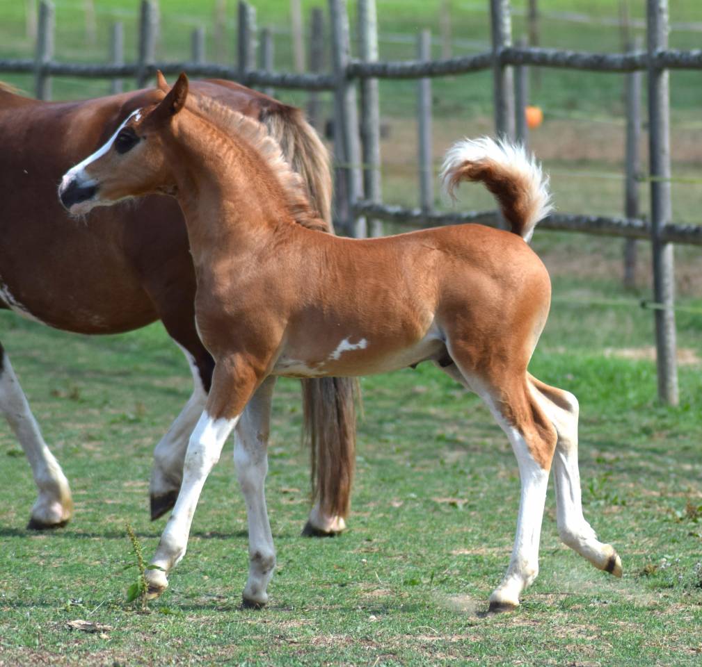 Welsh Type Cob Section C pp m&acirc;le, n&eacute; 2025