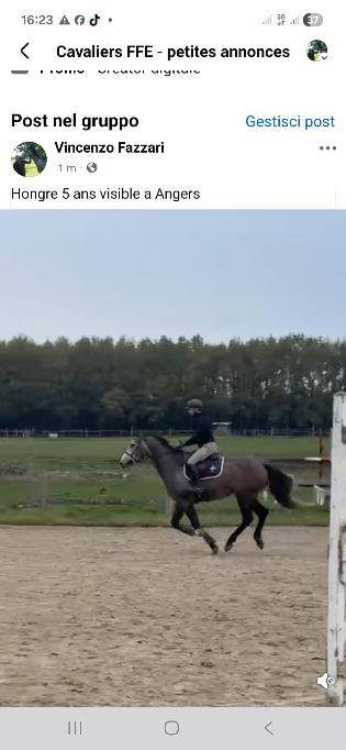 Chevaux &agrave; vendre 