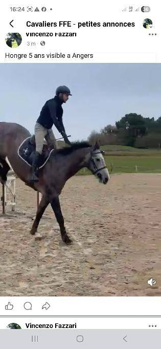 Chevaux &agrave; vendre 