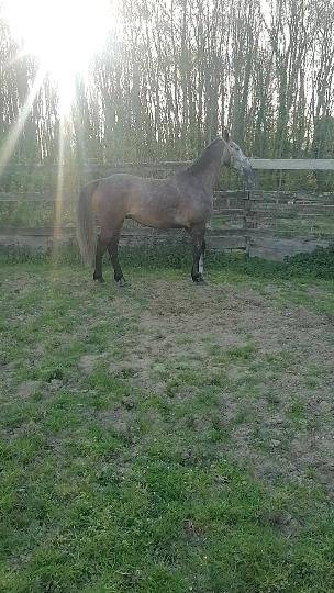 Chevaux &agrave; vendre 