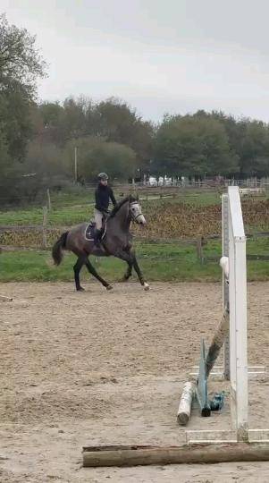 Chevaux &agrave; vendre 