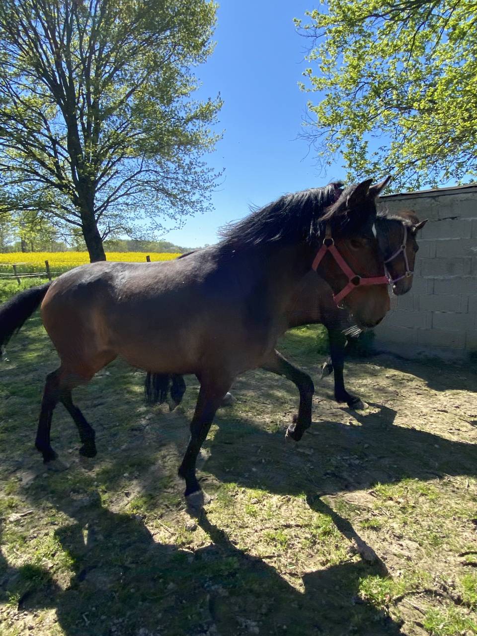 Pouliche Lusitanienne PP 