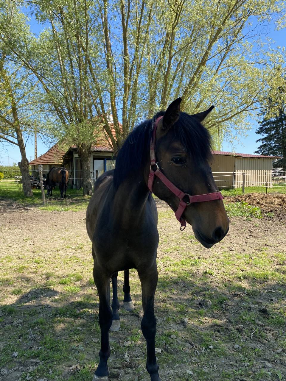 Pouliche Lusitanienne PP 