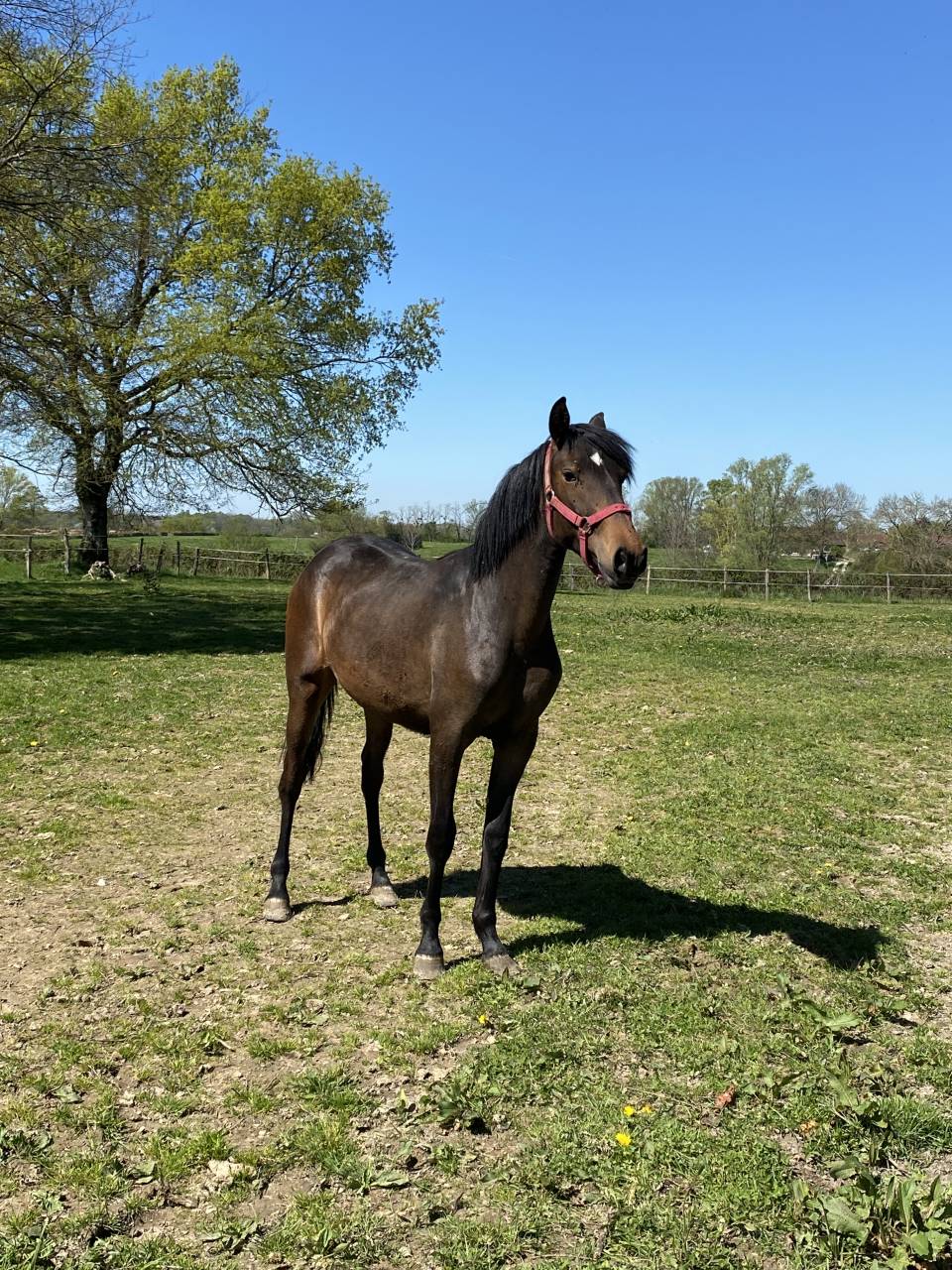 Pouliche Lusitanienne PP 