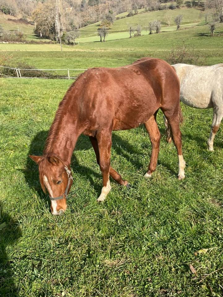 Oakland Rock Star &mdash; Pouliche Appaloosa x Quarter Horse