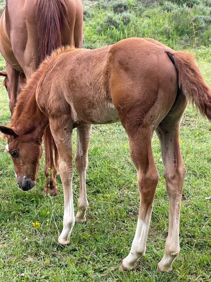 Oakland Rock Star &mdash; Pouliche Appaloosa x Quarter Horse