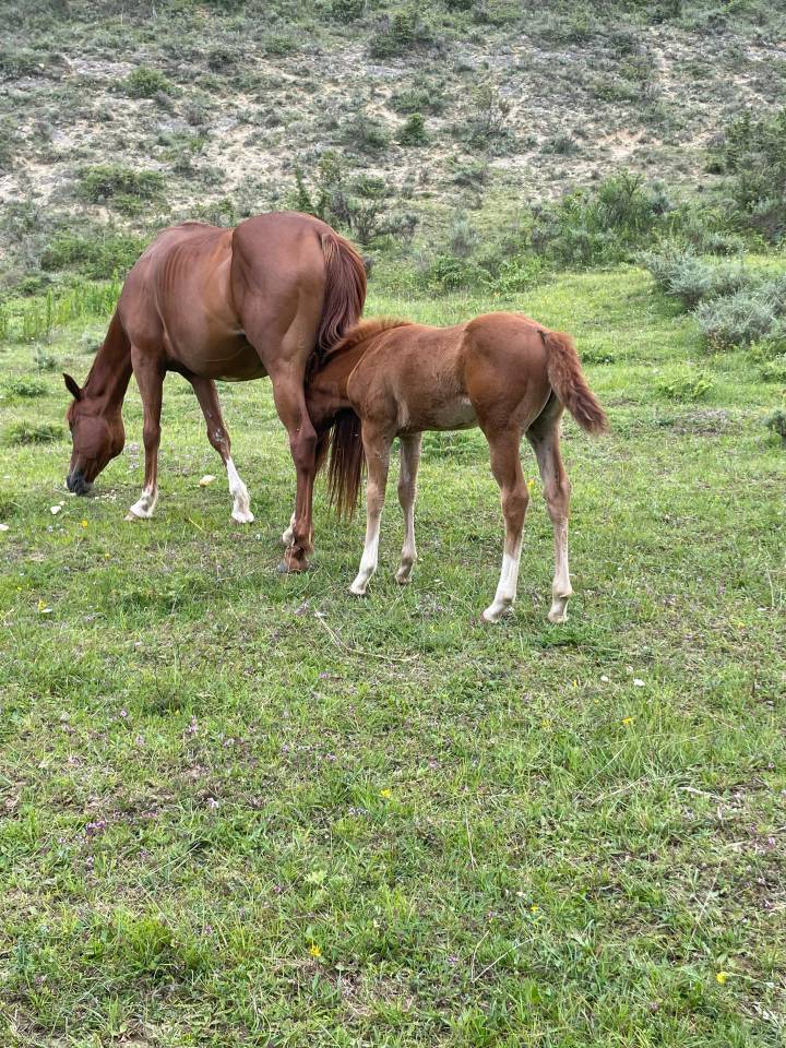 Oakland Rock Star &mdash; Pouliche Appaloosa x Quarter Horse