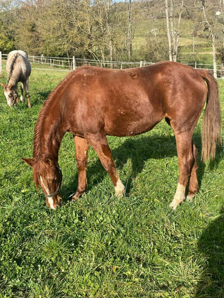 Oakland Rock Star &mdash; Pouliche Appaloosa x Quarter Horse