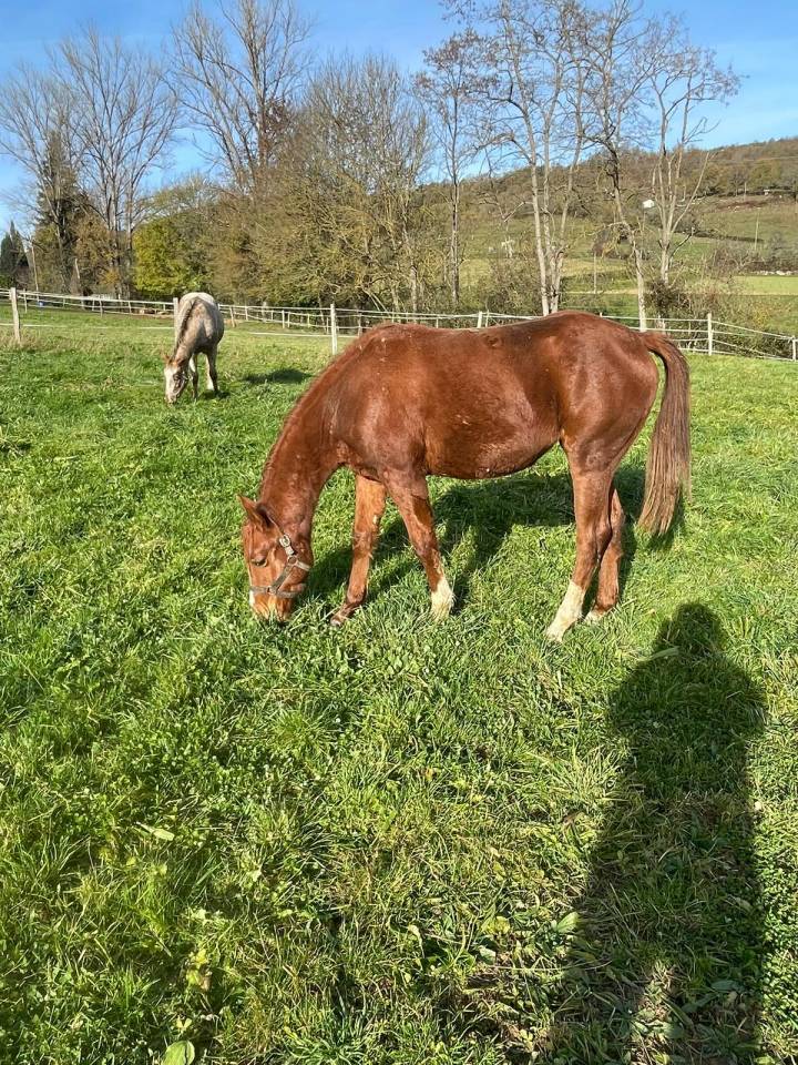 Oakland Rock Star &mdash; Pouliche Appaloosa x Quarter Horse