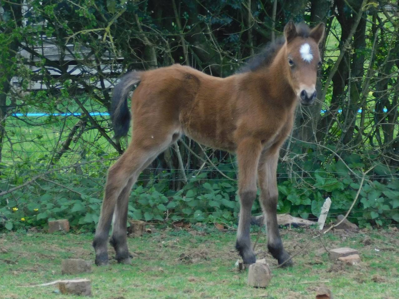 Pouliche Welsh part bred 