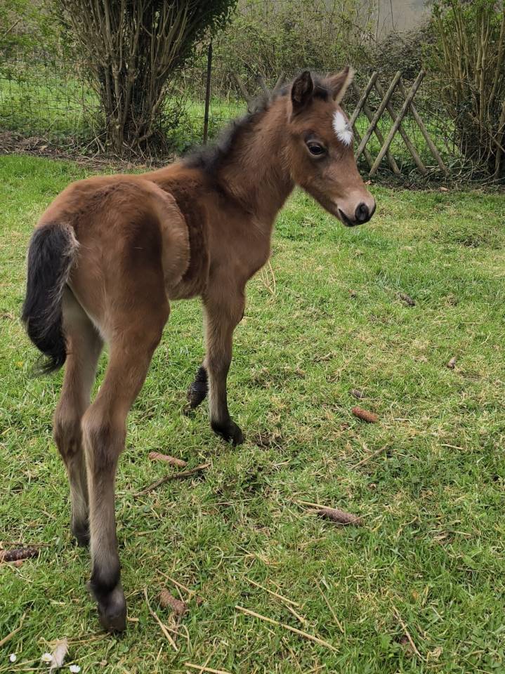 Pouliche Welsh part bred 