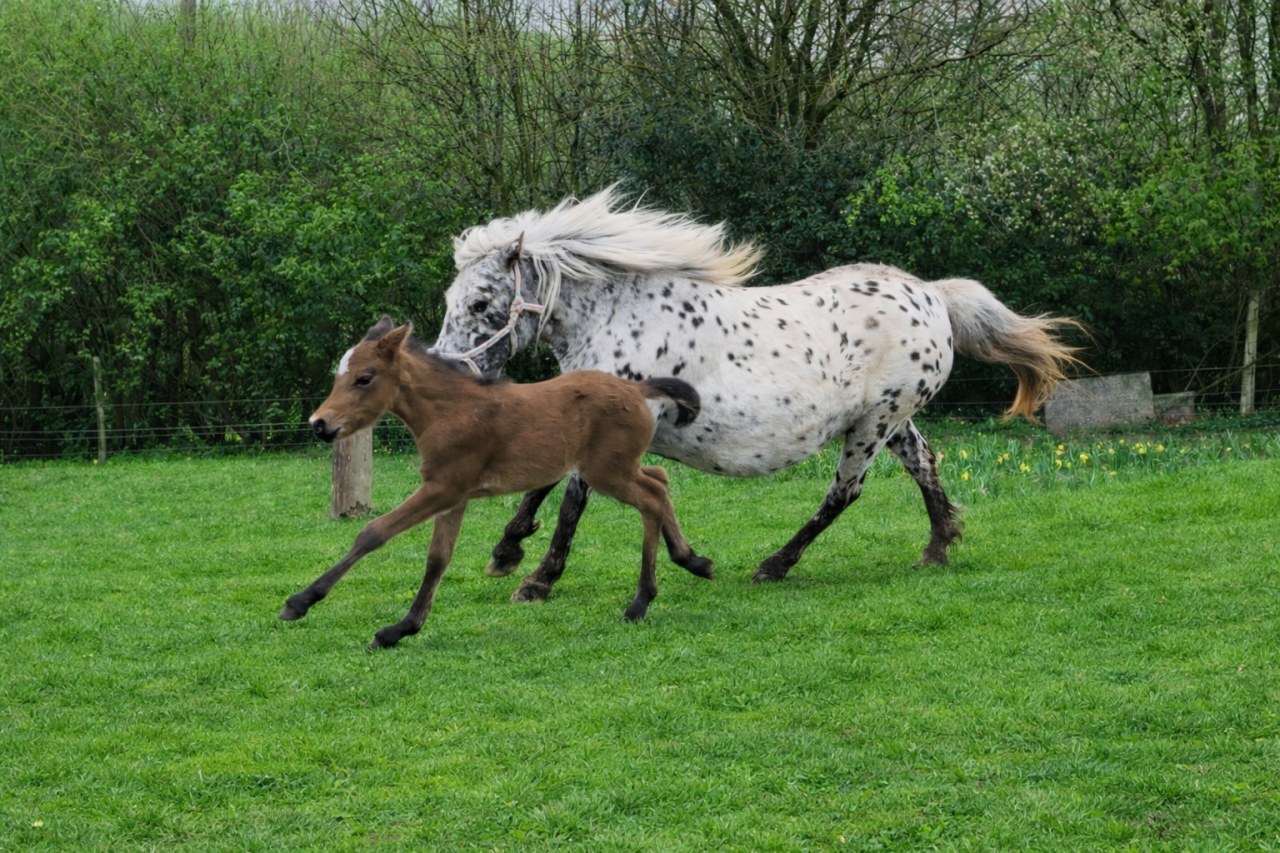 Pouliche Welsh part bred 