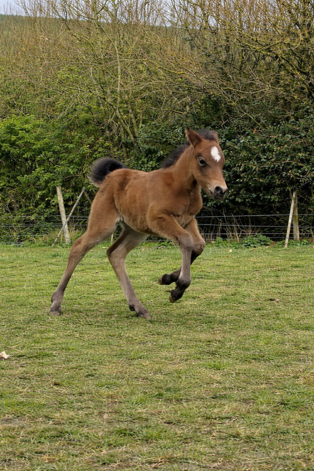Pouliche Welsh part bred 