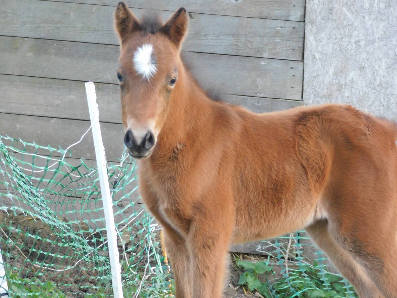 Pouliche Welsh part bred 